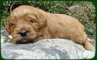 EB pups 3 wks old 27
