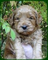 EB pups 4 wks old 26