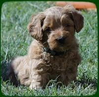 EB pups 5 wks old 13