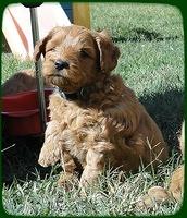 EB pups 5 wks old 3