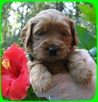 EB pups 4 wks old 33