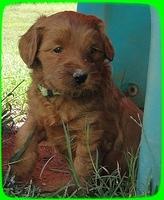 EB pups 5 wks old 1