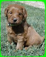 EB pups 5 wks old 6