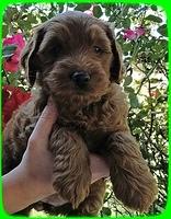 EB pups 6 wks old13