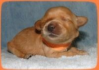 EB pups 1 wk ols 13