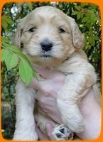 EB pups 4 wks old 20