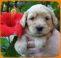 EB pups 4 wks old 22