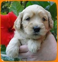 EB pups 4 wks old 23