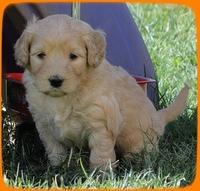 EB pups 5 wks old 20