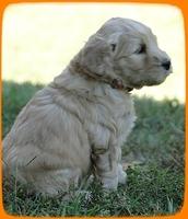 EB pups 5 wks old 36