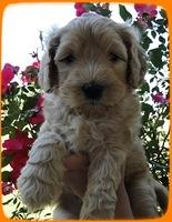 EB pups 6 wks old 16