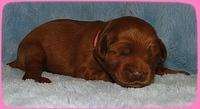 EB pups 1 wk old 1