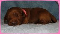 EB pups 1 wks old 3