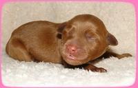 EB pups 2 days old 4