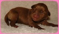 EB pups 2 days old 5
