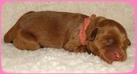 EB pups 2 days old 6