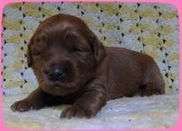 EB pups 2 wks old 4