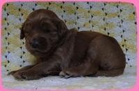 EB pups 2 wks old 5
