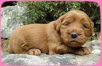 EB pups 3 wks old 5