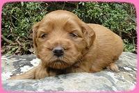 EB pups 3 wks old 6