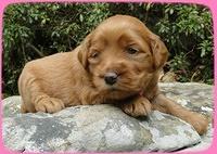 EB pups 3 wks old 7