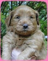 EB pups 4 wks old 5