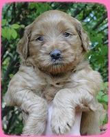 EB pups 4 wks old 6