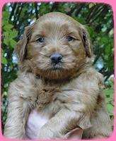 EB pups 4 wks old 7