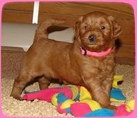 EB pups 4.5 wks old barn