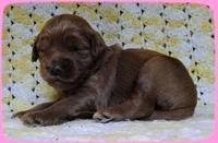 Eb pups 2 wks old 6