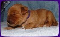 EB pups 1 wk old 10