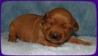 EB pups 1 wk old 7