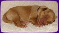 EB pups 2 days old 15