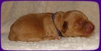 EB pups 2 days old 18