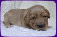 EB pups 2 wks old 45