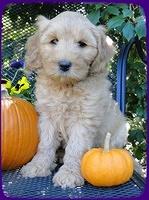 EB pups 7 wks old 8