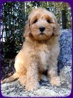 EB pups 8 wks old 81