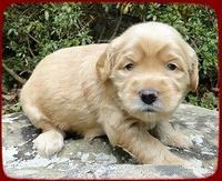 EB pups 3 wks old 11