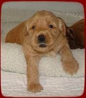 EB pups 3.5 wks old 6