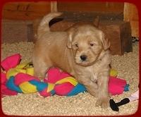 EB pups 4.5 wks old barn 3