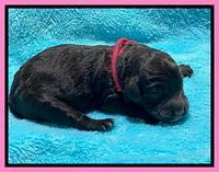 Gigi Traveler newborn pups 21