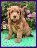 Gigi Traveler pups 6 wks old 111