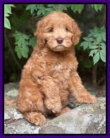 Gigi Traveler pups 8 wks old 41