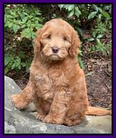 Gigi Traveler pups 8 wks old 51