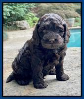 Gigi Traveler pups 5 wks old 121