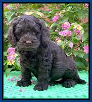Gigi Traveler pups 6 wks old 151