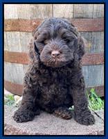Gigi Traveler pups 7 weeks old 131