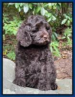 Gigi Traveler pups 8 wks old 14200