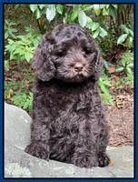 Gigi Traveler pups 8 wks old 15200