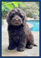 Gigi Traveler pups 8 wks old 16200